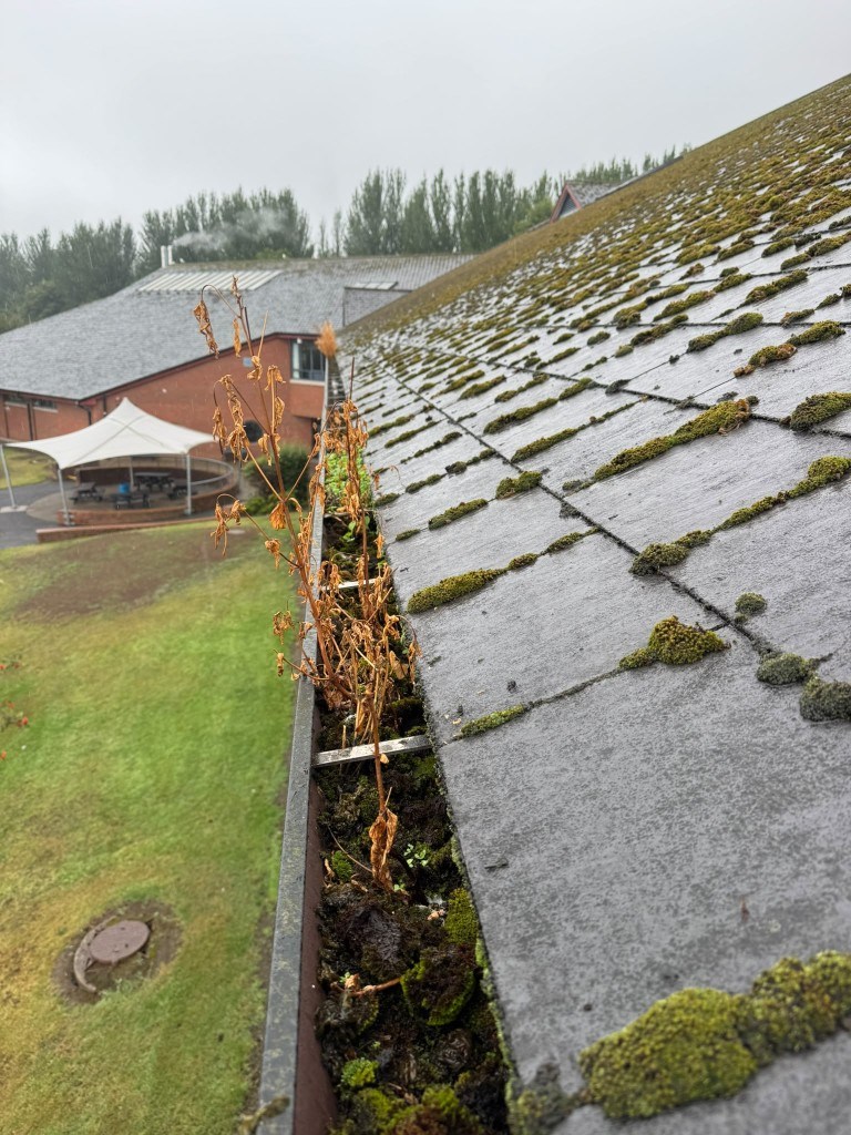Weeds growing from a blocked Hazelwood College gutter along a mossy roof